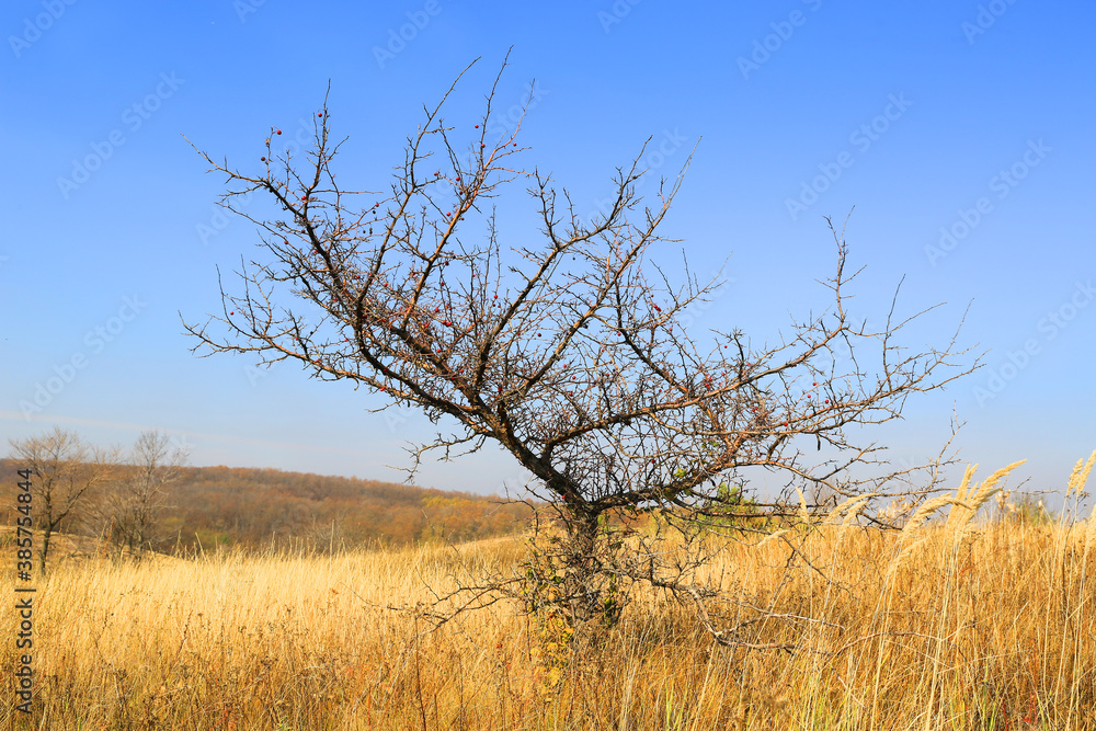 leafless tree on autumn dry grass meadow leafless tree on autumn dry grass meadow