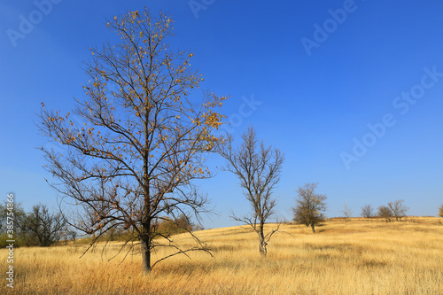 Trees on autumn dry yellow grass meadow