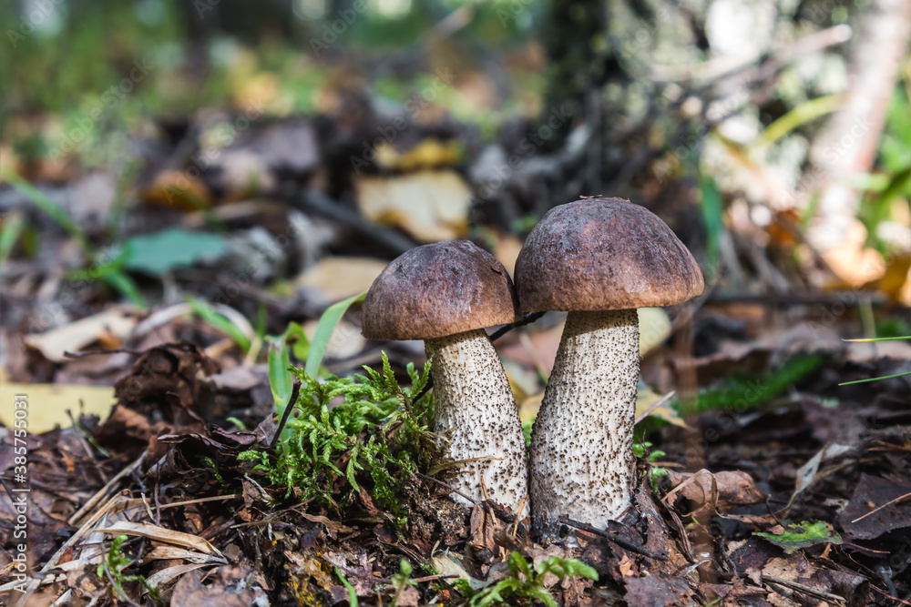 birch mushrooms grow in the forest among the grass birch mushrooms grow in the forest among the grass