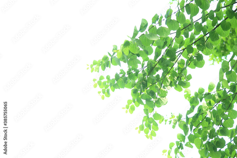 新緑の木々 新緑の木々