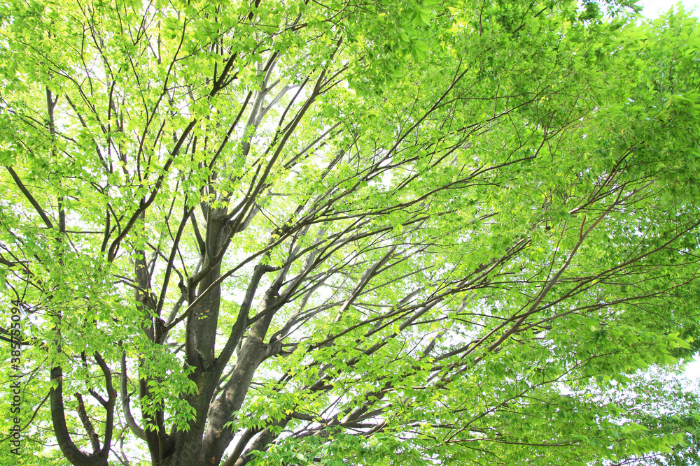 Obraz premium 新緑の木々