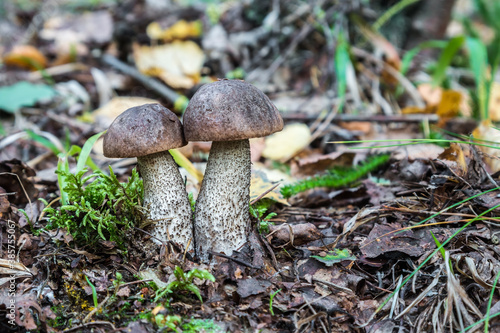 birch mushrooms grow in the forest among the grass