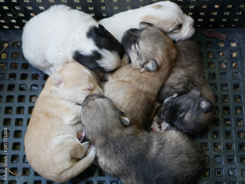 Abandoned newborn puppies sleeping in a box.
