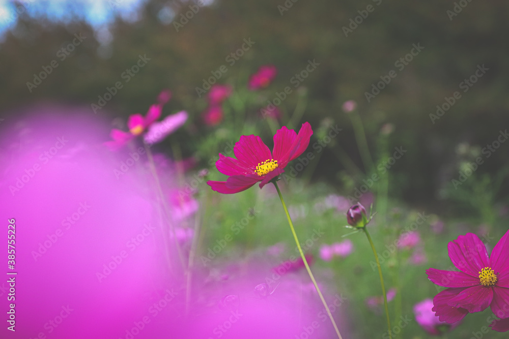 Fototapeta premium コスモス 花