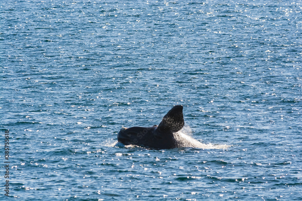 Naklejka premium Southern right whale,jumping behavior, Puerto Madryn, Patagonia, Argentina
