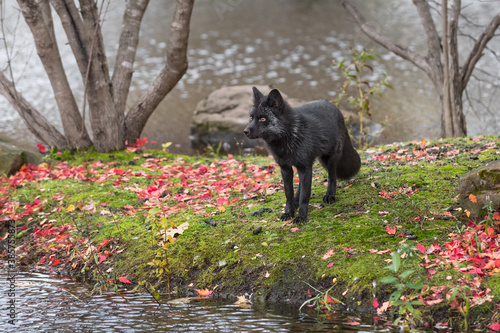 Silver Fox (Vulpes vulpes) Stands on Island Looking Left Autumn