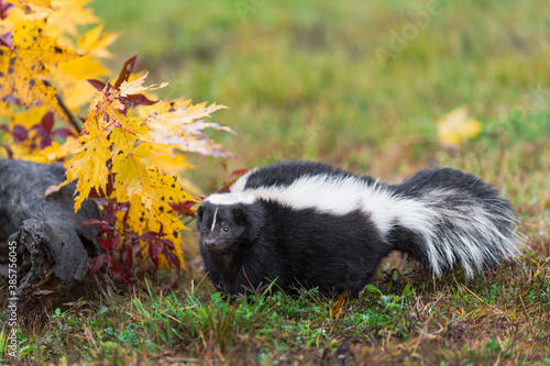 Striped Skunk (Mephitis mephitis) Hunches by Log Autumn