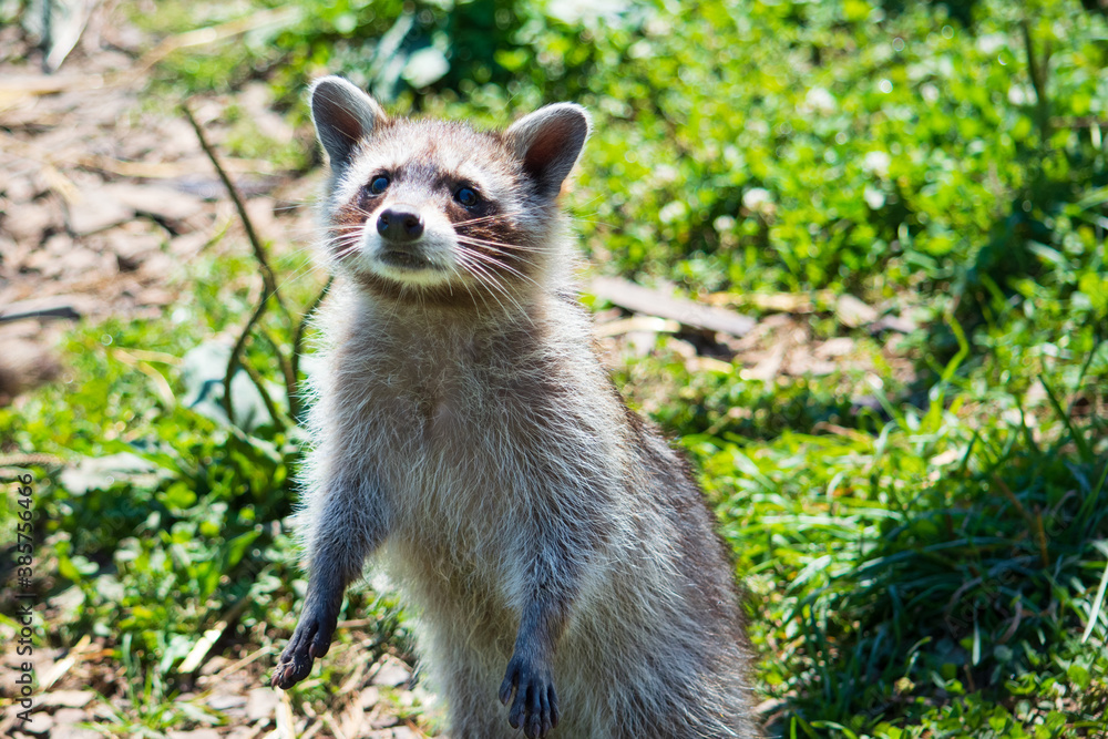 Raccoon standing in green grass background. Selective focus Raccoon standing in green grass background. Selective focus