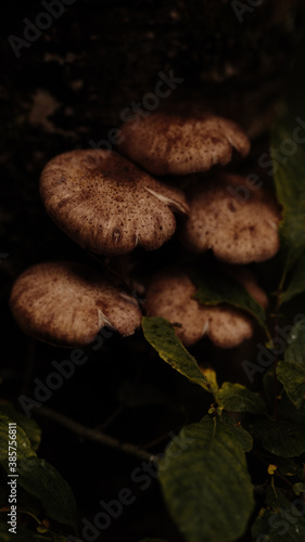 Mushrooms on the background of the autumn forest and in a basket.
 photo