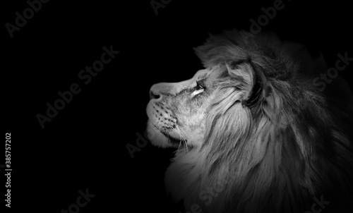 Fototapeta Naklejka Na Ścianę i Meble -  African Lion Profile Portrait On Black Background, Spectacular Dramatic King Of Animals, Proud Dreaming Panthera Leo Looking Forward. Low Key Photo With Copy Space Toned In Black And White Colors.
