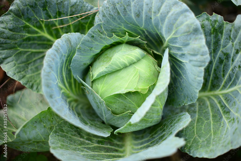 Large green cabbage on a vegetable garden in soft focus Large green cabbage on a vegetable garden in soft focus