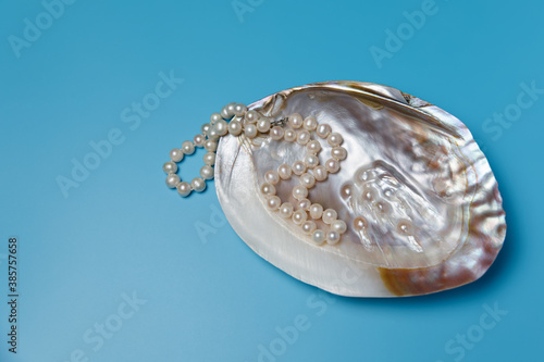 Pearl necklace natural oyster copy space blue background.