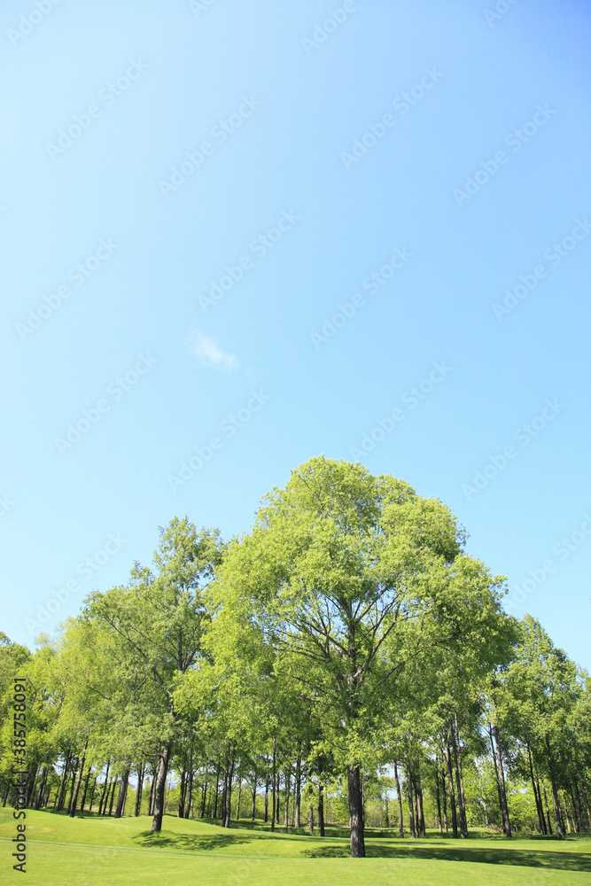 Obraz premium 新緑と青空