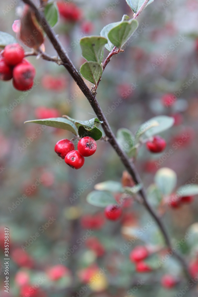 red berries bush in sweden
