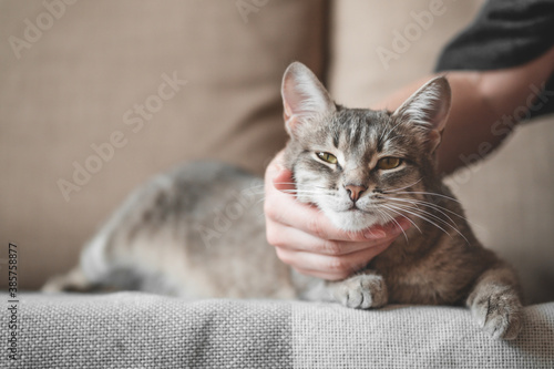 Fototapeta Naklejka Na Ścianę i Meble -  gray striped cat with womans hand on a brown background. World Pet Day...