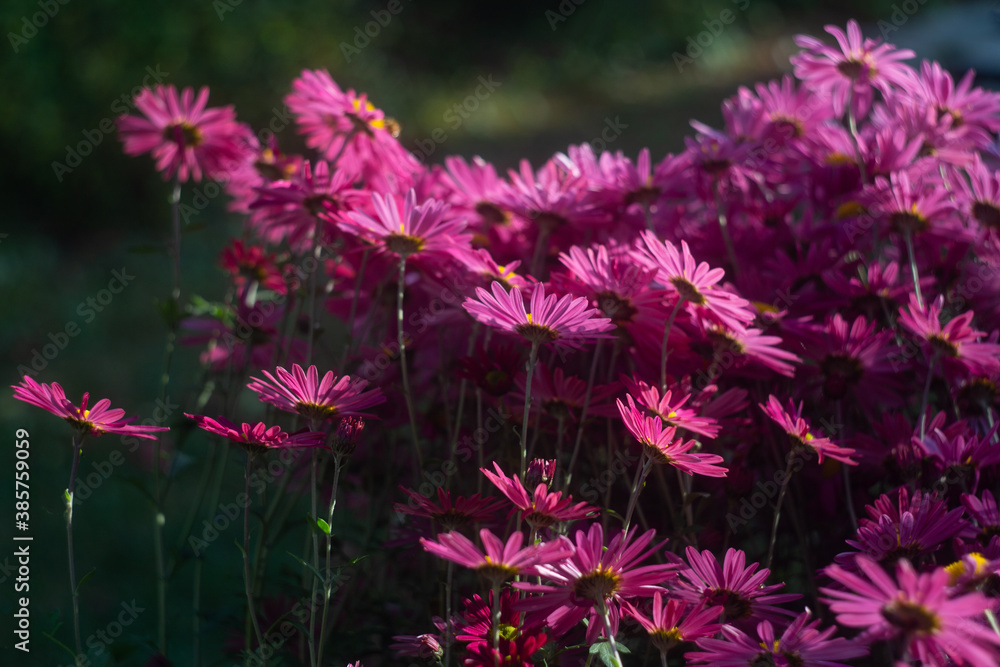 Red autumn chrysanthemums in the sun light with bees and beautiful bokeh. Fall mood background. Autumn flowers Red autumn chrysanthemums in the sun light with bees and beautiful bokeh. Fall mood background. Autumn flowers