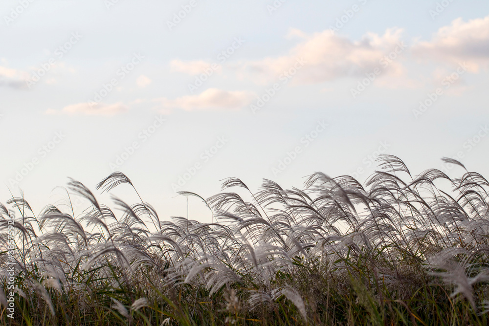 Fototapeta premium Reed flowers blowing in the wind, Reed flowers sway in the wind with blue sky background 