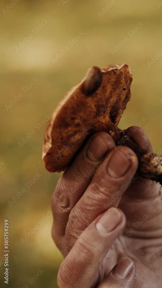 Mushrooms on the background of the autumn forest and in a basket.
Mushrooms on the background of the autumn forest and in a basket.