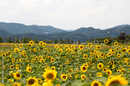 Beautiful sunflower Iin the field 