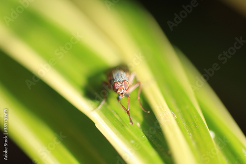 Macro shot of a fly in the garden