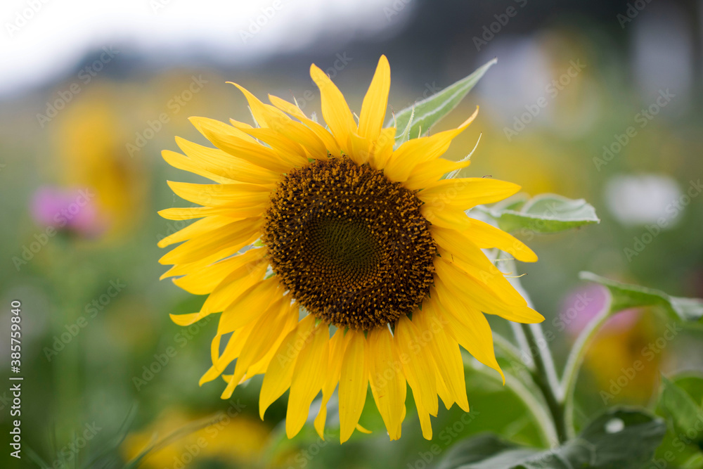 Obraz premium Beautiful sunflower Iin the field 