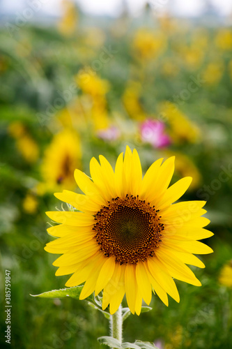 Beautiful sunflower Iin the field 