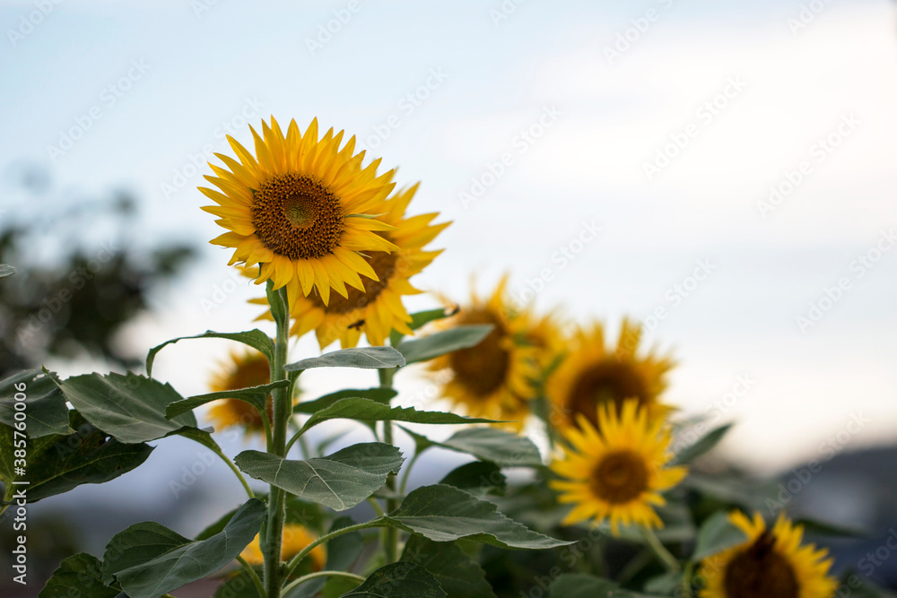 Beautiful sunflower Iin the field
Beautiful sunflower Iin the field