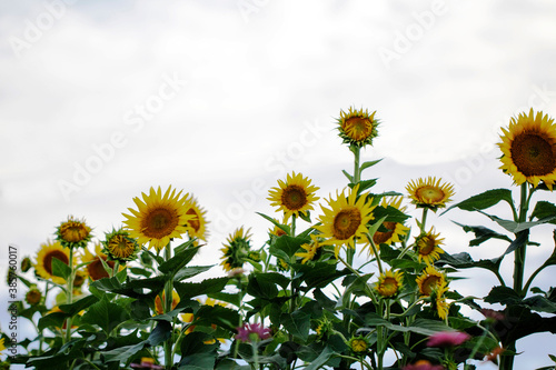 Beautiful sunflower Iin the field 