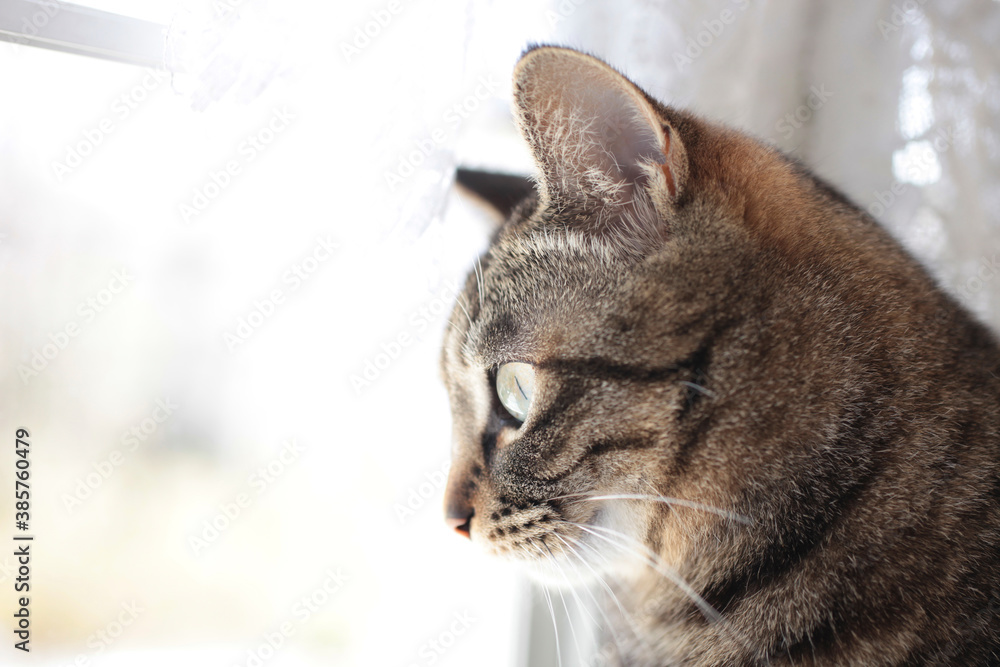 窓辺の猫の視線