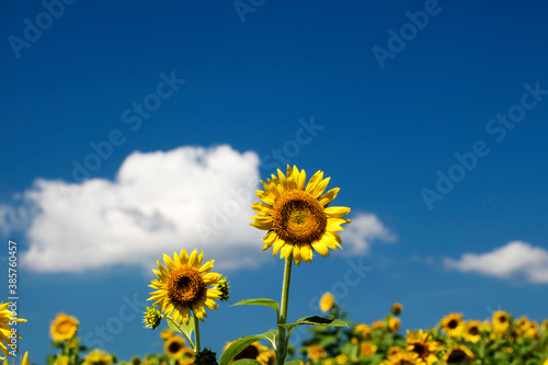 Beautiful sunflower Iin the field 