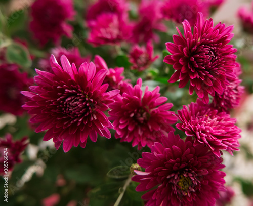 Beautiful autumn flowers - purple chrysanthemums  red oaks in a simple bouquet