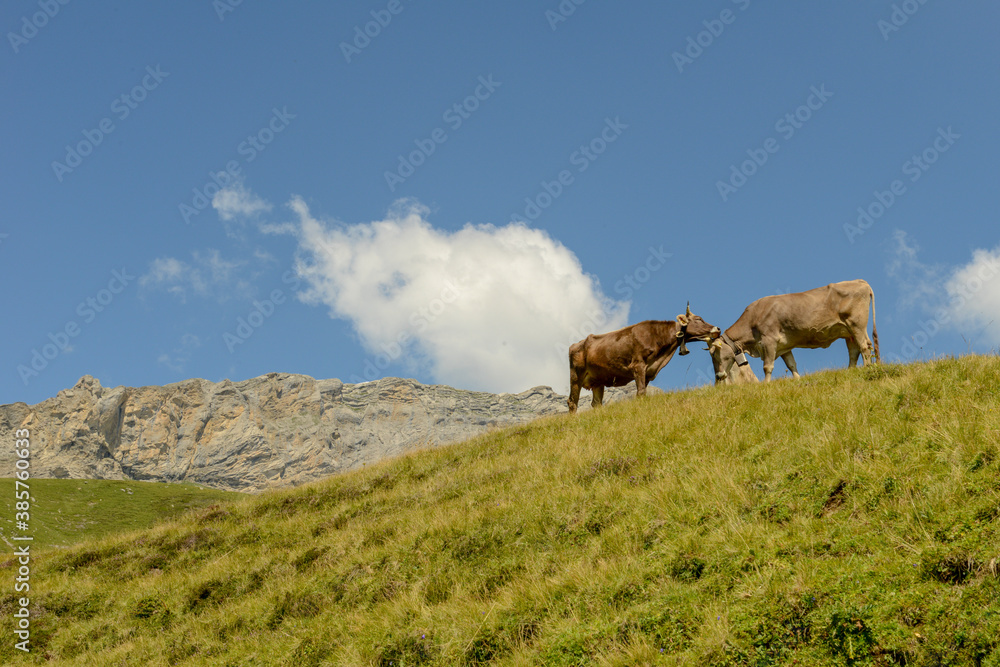 Mountain landscape with cows at Melchsee-Frutt on Switzerland