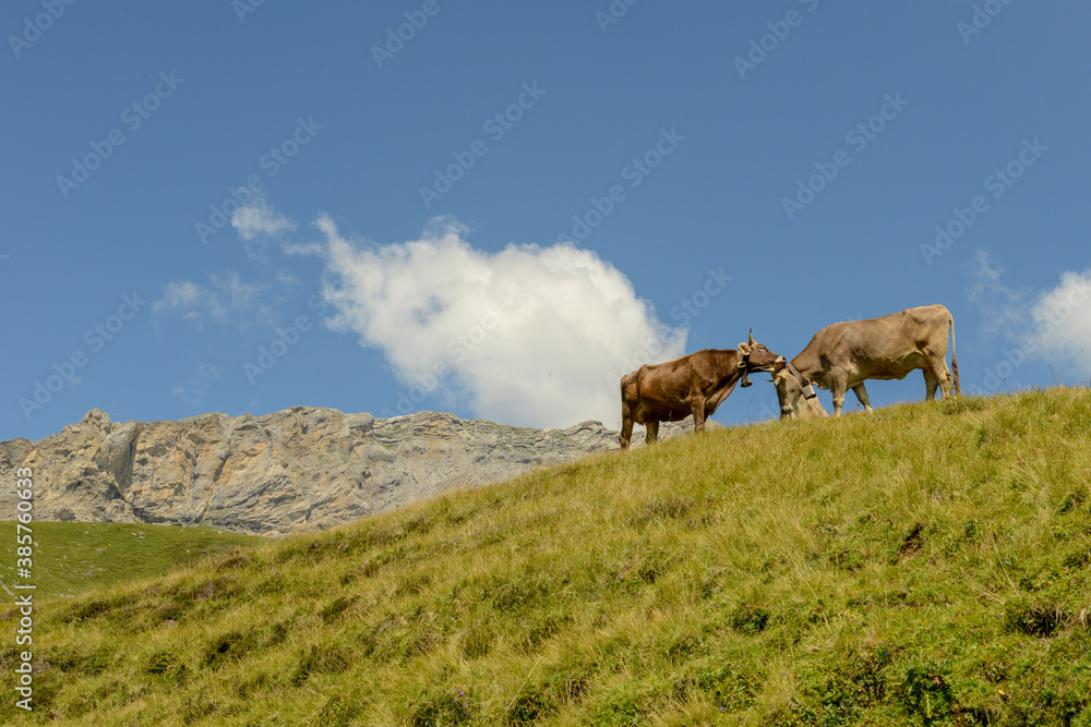 Mountain landscape with cows at Melchsee-Frutt on Switzerland Mountain landscape with cows at Melchsee-Frutt on Switzerland