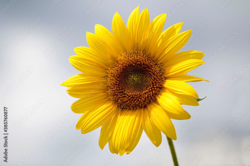 Beautiful sunflower Iin the field
Beautiful sunflower Iin the field