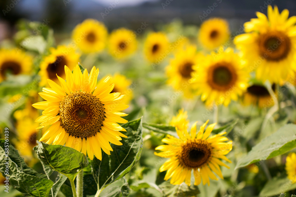 Beautiful sunflower Iin the field
