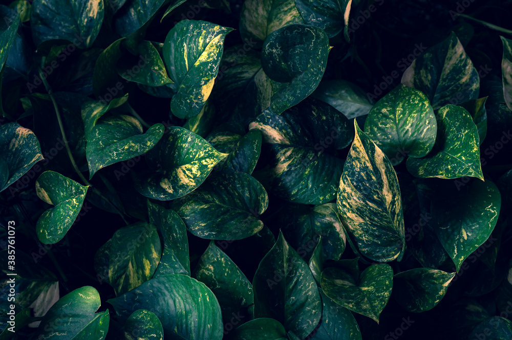 tropical leaves colorful flower on dark tropical foliage nature background dark green foliage nature tropical leaves colorful flower on dark tropical foliage nature background dark green foliage nature