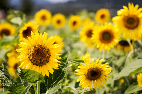 Fototapeta Naklejka Na Ścianę i Meble -  Beautiful sunflower Iin the field
