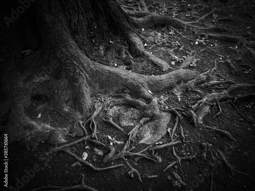 地面に浮き出る木の根