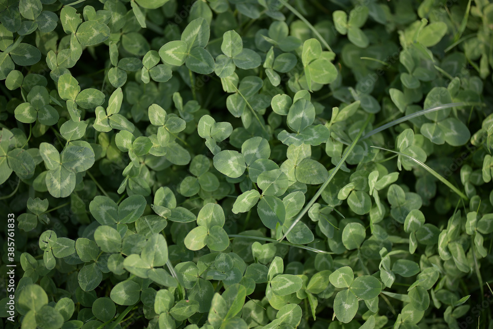 Unique texture from green leaves of field clover Unique texture from green leaves of field clover