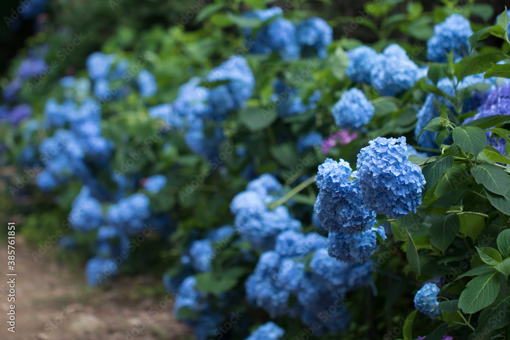 Beautiful hydrangea in the outside
Beautiful hydrangea in the outside