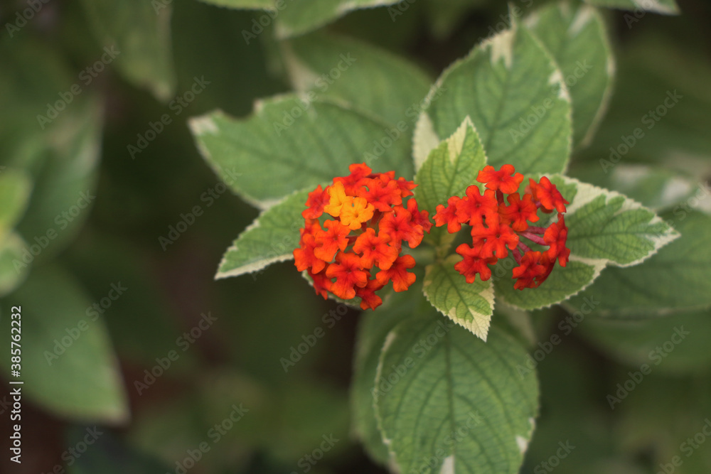 red and yellow flowers red and yellow flowers