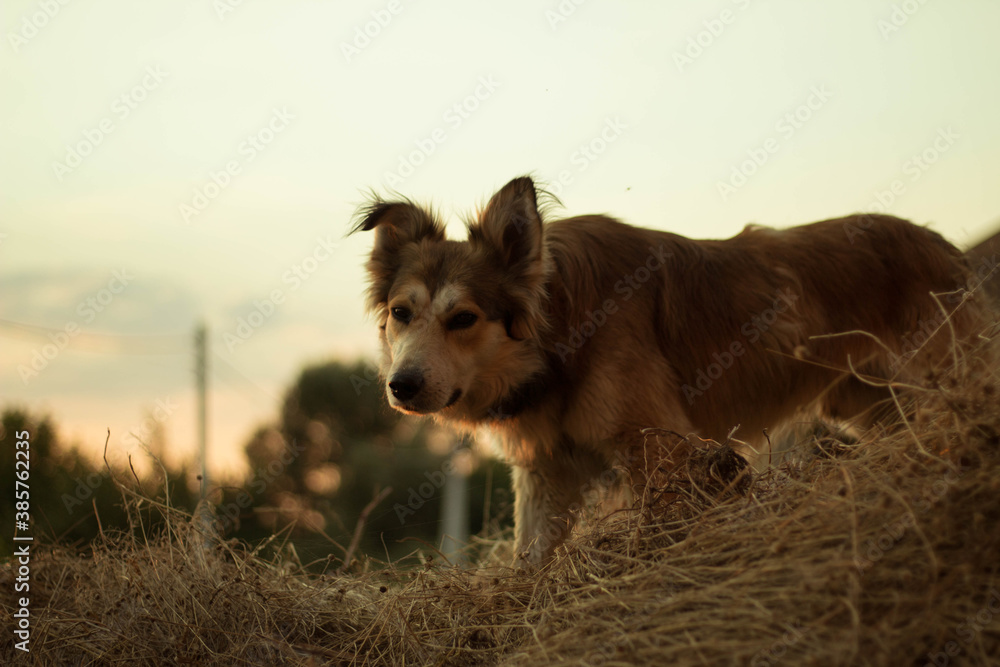 brown dog on the hill brown dog on the hill
