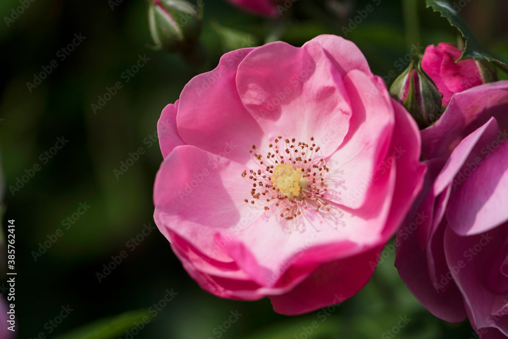 beautiful rose in the field
