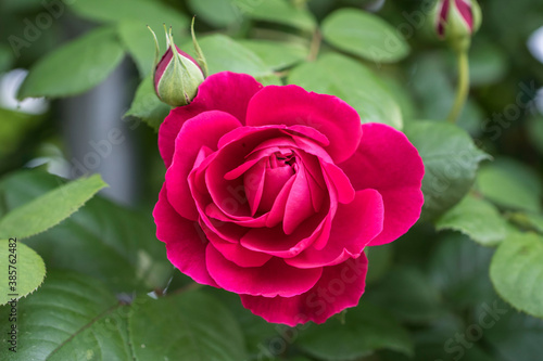 beautiful rose in the field 