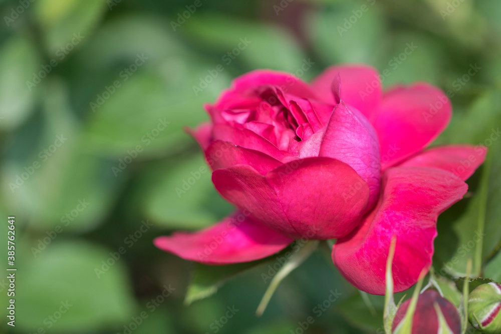 beautiful rose in the field
beautiful rose in the field