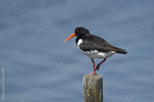 The Oystercatcher (Haematopus ostralegus) is one of the largest waders in Europe © Rini Kools