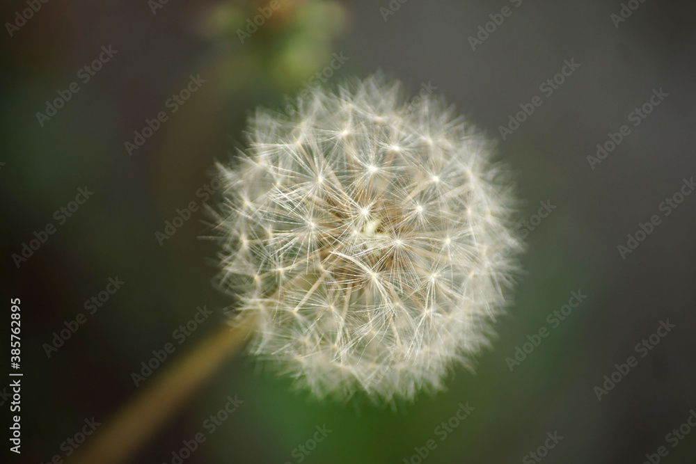 Pissenlit en gros plan