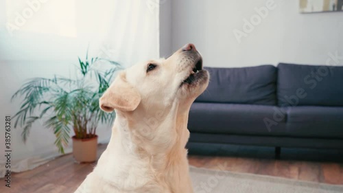 Side of white labrador barking near plant and couch at home