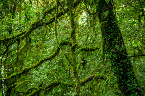 green forest background © Peerawat