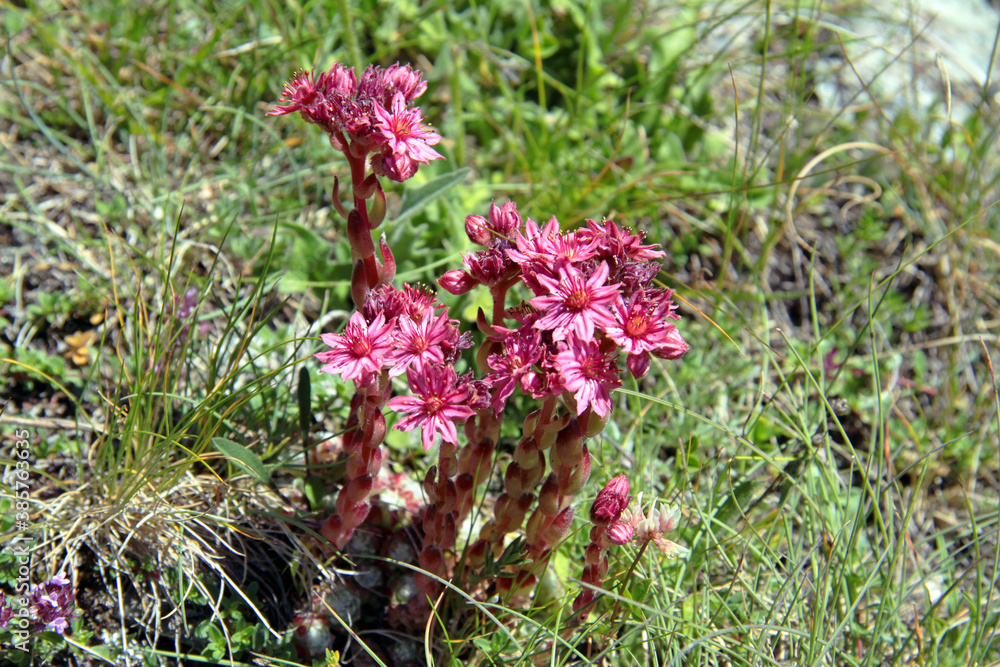 Obraz premium Alpine Houseleek (Sempervivum alpinum) along the alpine flower trail in the Saas valley, Switzerland